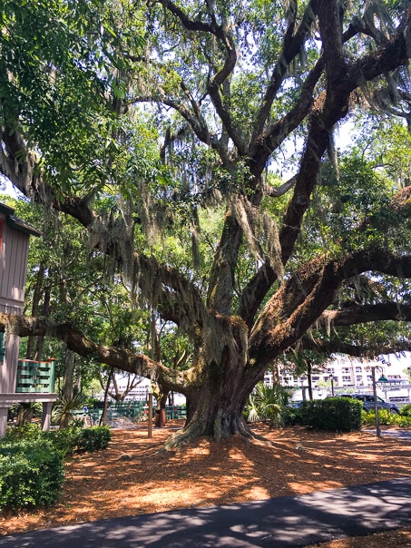 I love Hilton Head Island! These pictures of Disney's Hilton Head Island Resort are gorgeous!