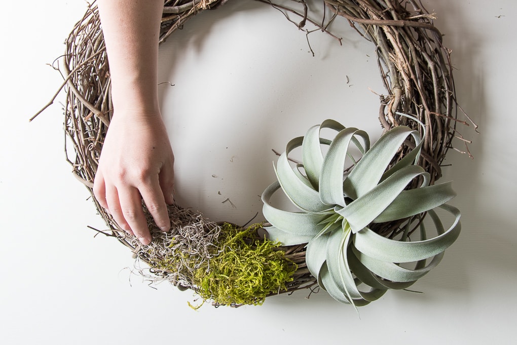 Looking for an easy craft project? You’ll love this easy DIY air plant wreath! This project is really simple but looks amazing once it’s finished. It’s a perfect wreath for summer. 