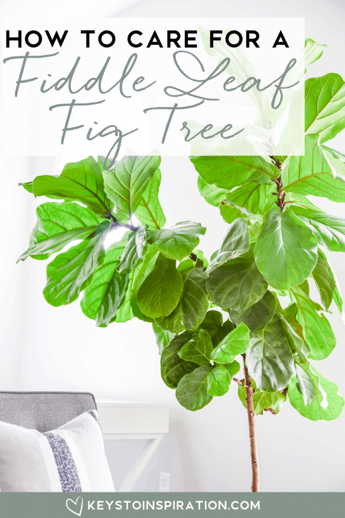 how to care for a fiddle leaf fig tree best tips