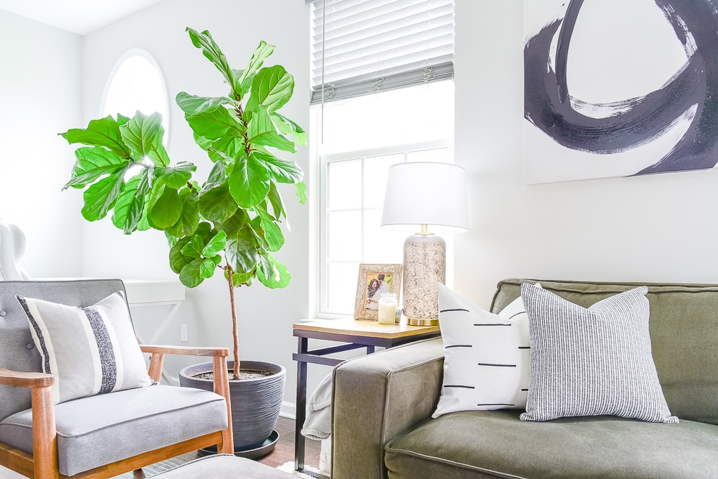 fiddle leaf fig tree next to a couch in the living room