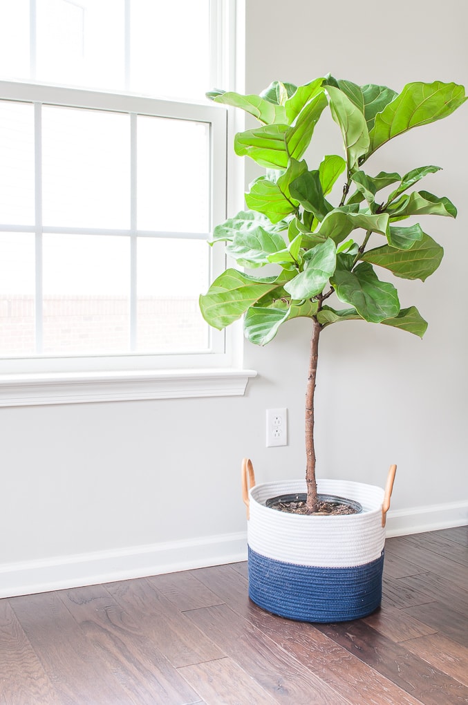 small fiddle leaf fig tree new in blue planter basket