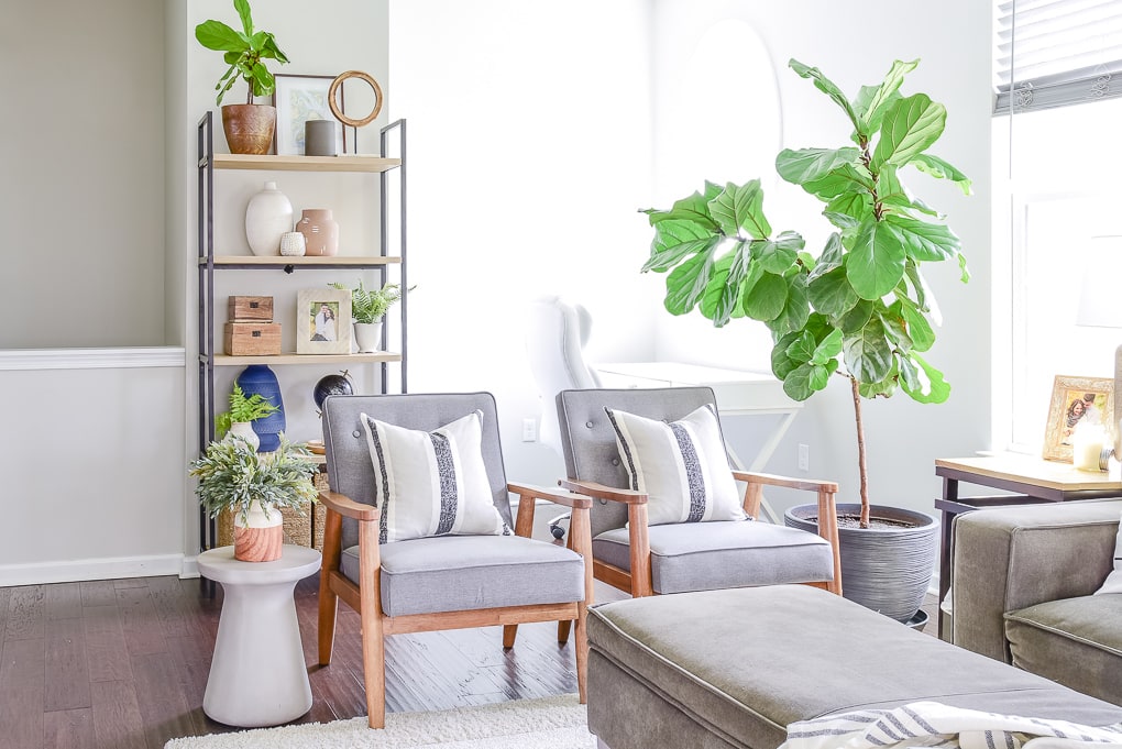 fiddle leaf fig tree in living room on the right