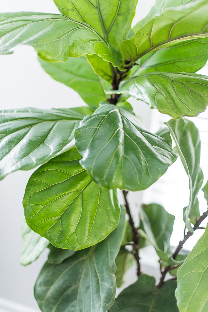 fiddle leaf fig tree leaves close up view