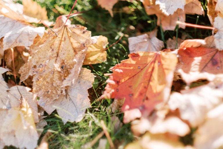 Close-up of dry autumn leaves scattered on green grass, like nature's nod to your fall home maintenance checklist. The leaves, in shades of brown, orange, and red, highlight the seasonal change as sunlight gently illuminates the scene, casting soft shadows.